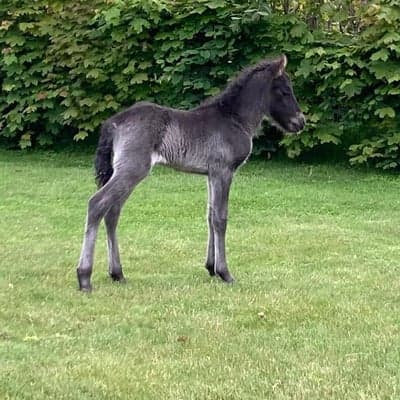 Gæfa från Olastorpsgård