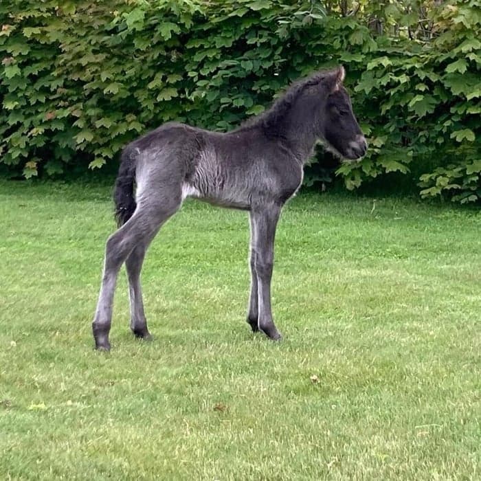 Media 1 av Gæfa från Olastorpsgård