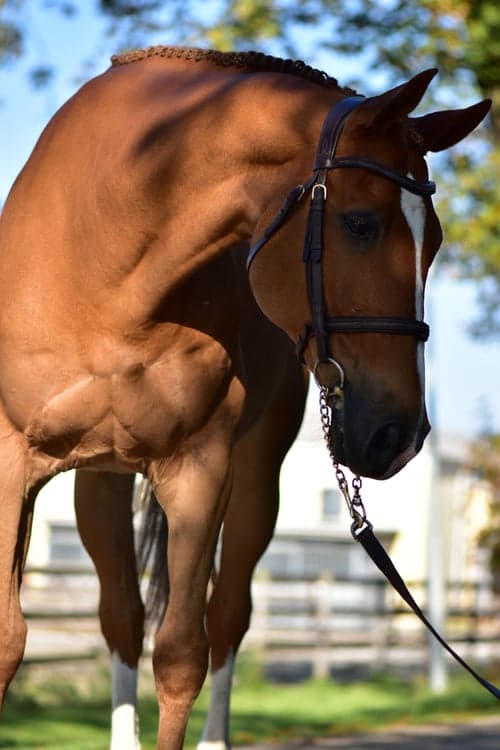 Bild av Trygg och dundersnäll läromästare