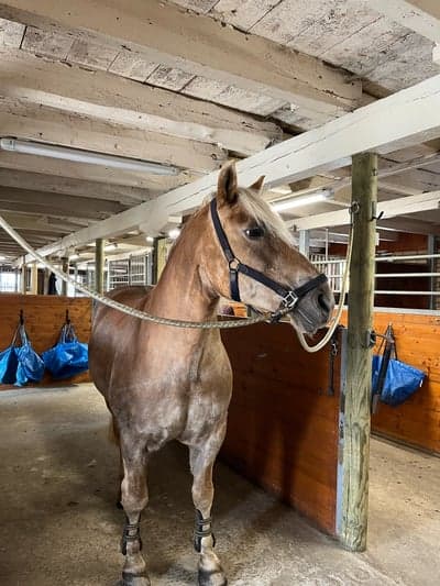 Inlägg 24 av Haflinger med titeln ❤️❤️