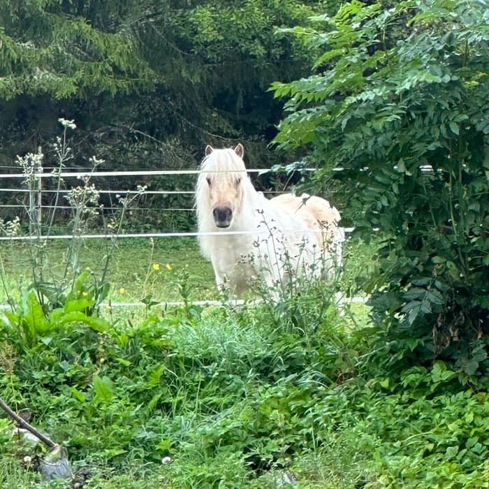 Media 1 av Wild Cream Mustache