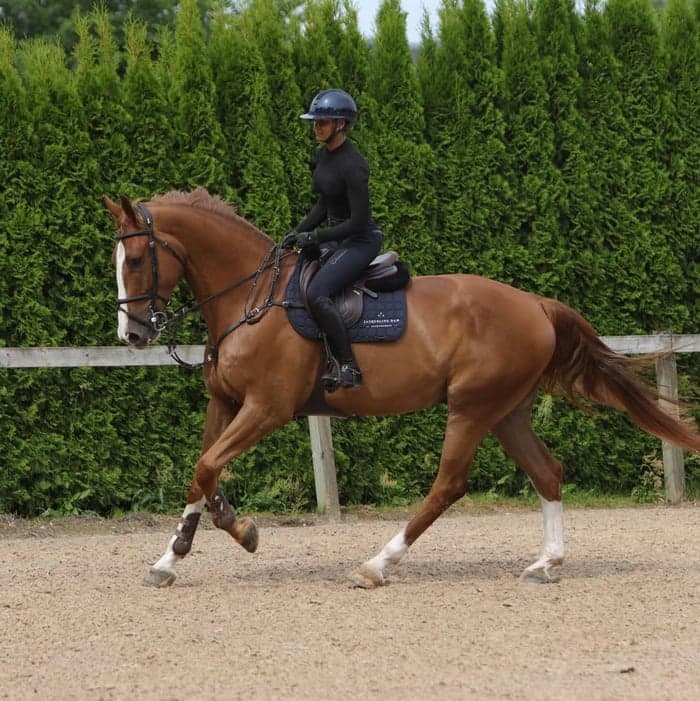 Media 2 av WP's Gwentino