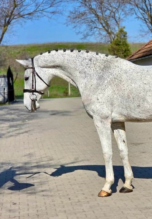 Bild av Toppen schoolmaster 🧡