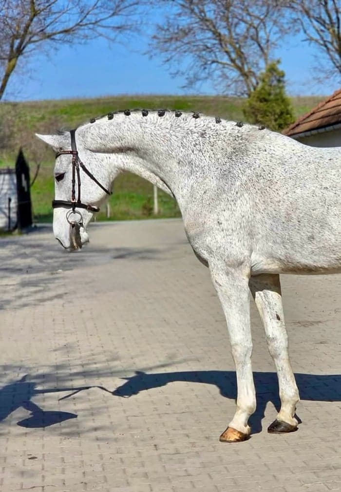 Media 1 av Skimmel sto, 168cm