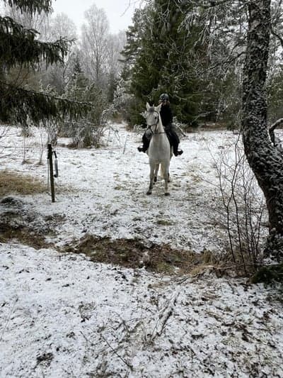 Inlägg 10 av Lipizzaner med titeln Fega vargen