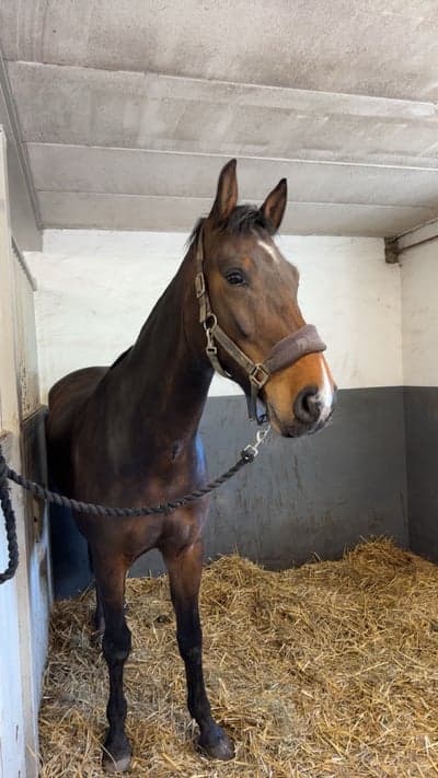 Inlägg 17 av Halvblod med titeln Påsklov 