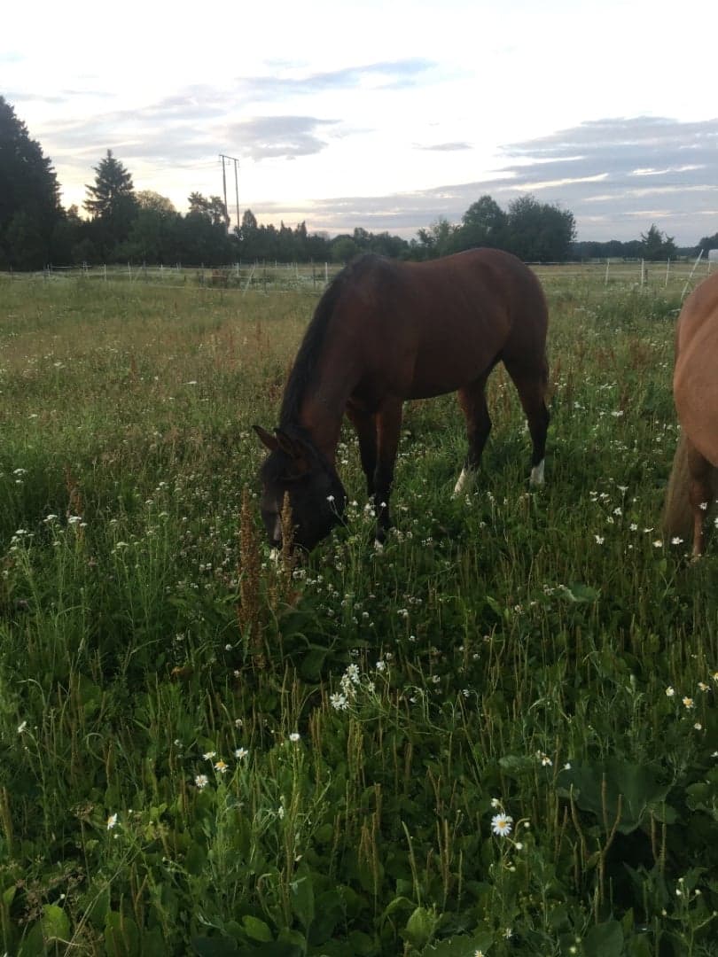 Bild 1 av Jolys nisha