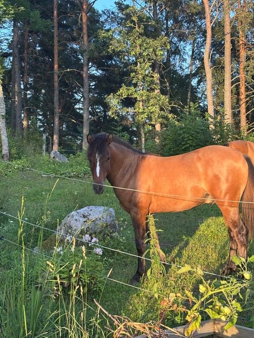 Bild av Ponnykille för framtiden