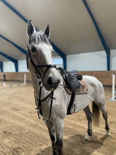 Inlägg 7 av Holsteiner med titeln Calle bus! 😍