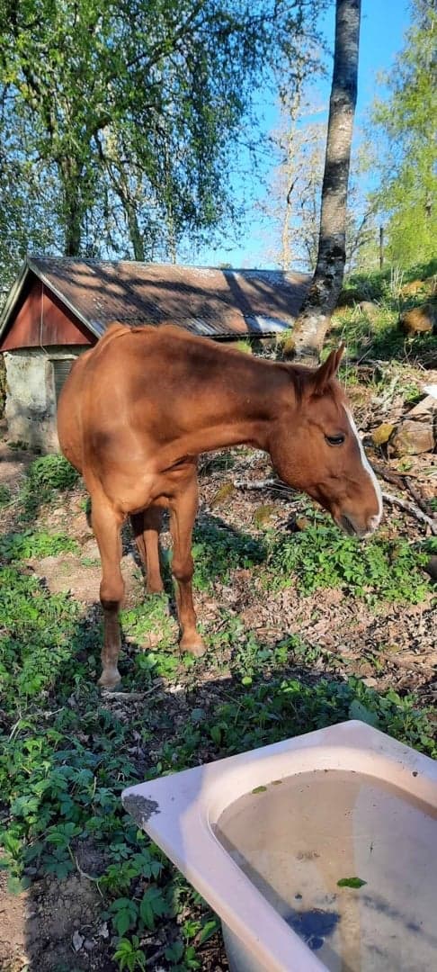 Media 1 av Lucky Luke