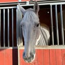 Profile picture of Albin