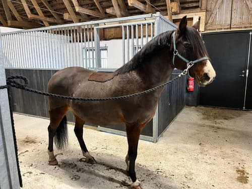 Bild av Rolig ponny som vill hitta ett kärleksfullt hem!