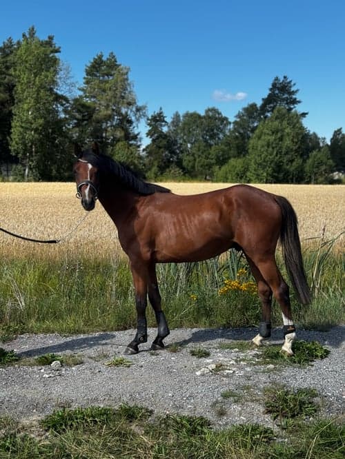 Bild av Framtida hopphäst 