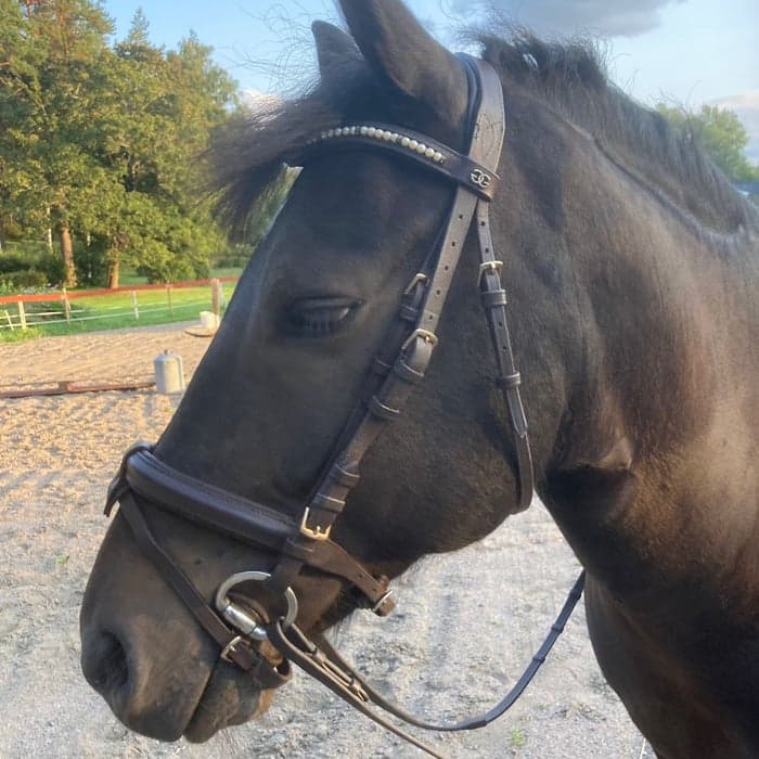 Media 1 av Drumlohans barney