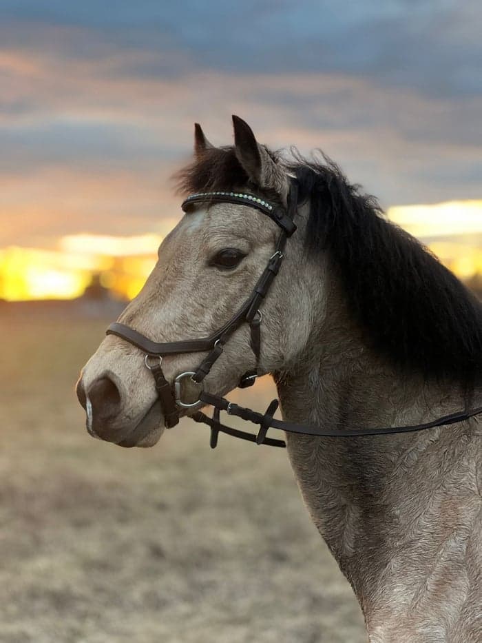 Media 1 av Brazils Belo Noite