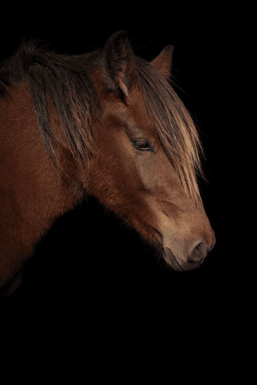 Bild av Inkört kallblod till ridning eller trav