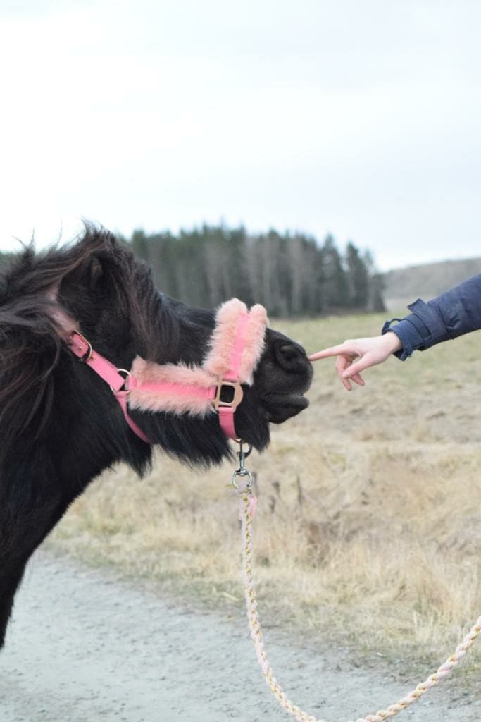 Image 1 of Hammras careras (Bamse)