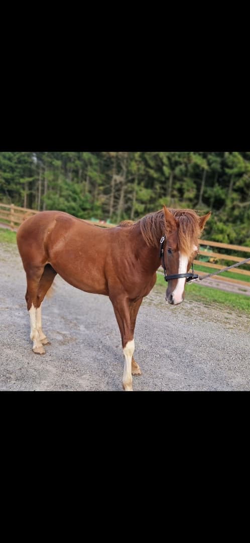 Bild 2 av Gyllens Alpha