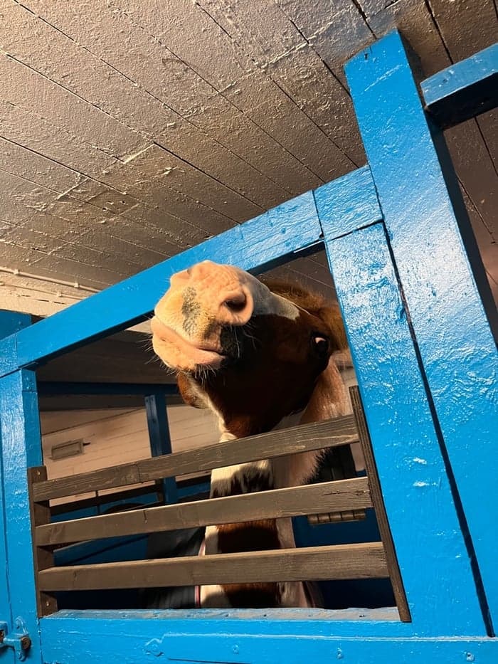 Media 1 of Bonte frits