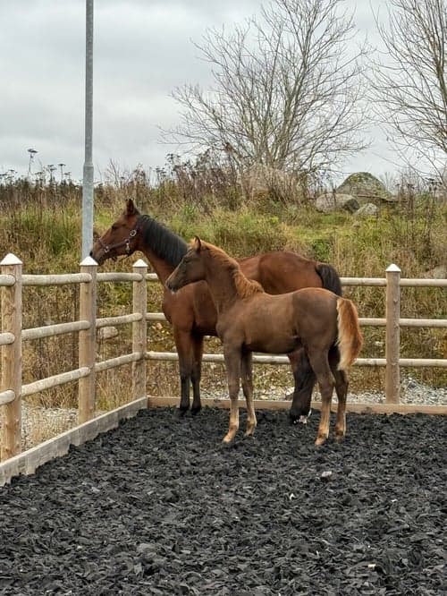 Bild av Fin åring efter Zafferano