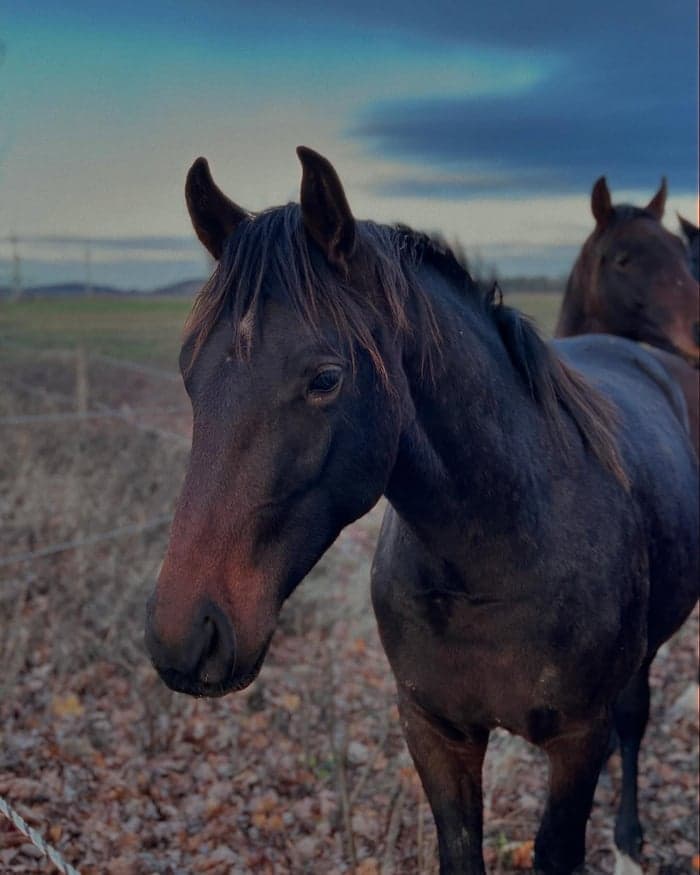 Media 4 av Swedeheart MVG