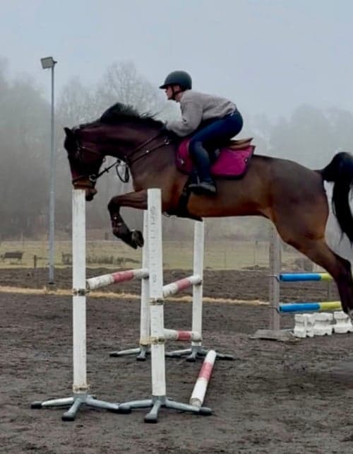 Bild av Välriden häst som är lätt för hjälperna