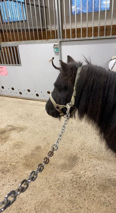 Inlägg 3 av Allround med titeln Titanicorn✨🦄