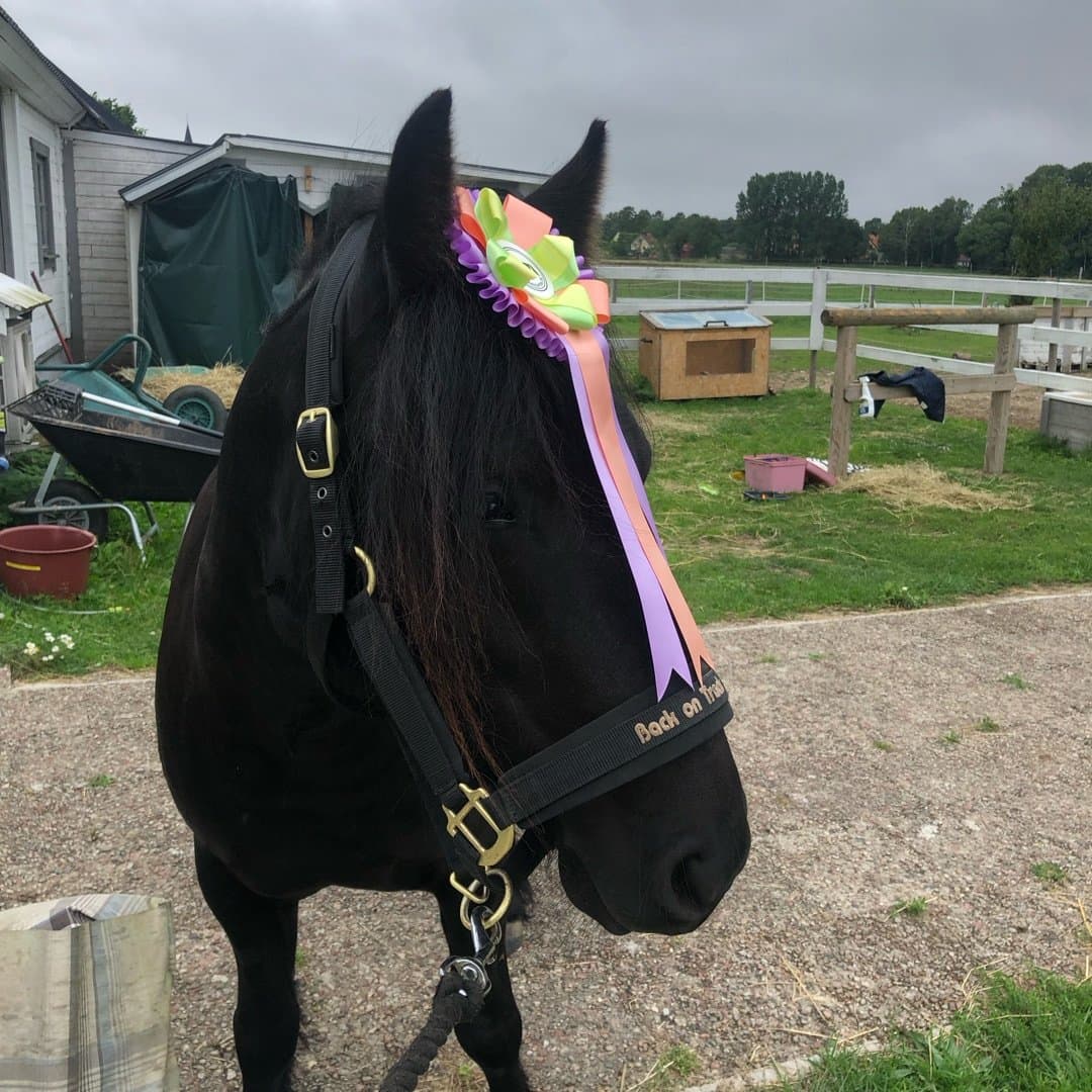 Bild 1 av Västenvindes Gillian Graice