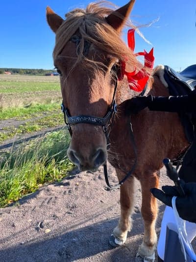 Inlägg 11 av Island med titeln DM🌟