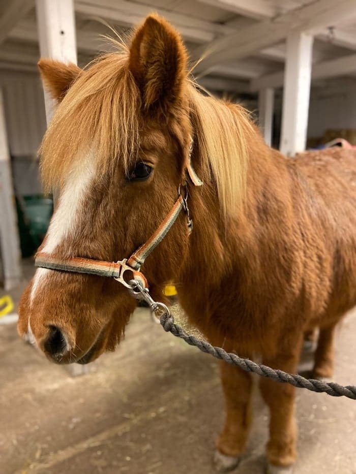 Media 1 av Soldis fra Grönlund