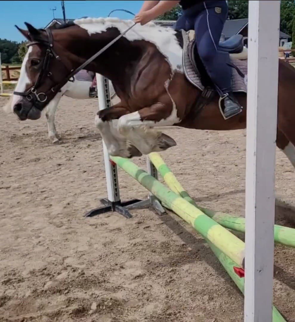 Image 1 of Lady Rose