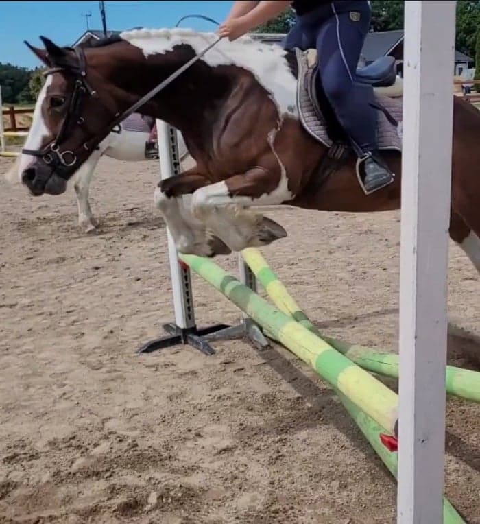 Media 1 of Lady Rose