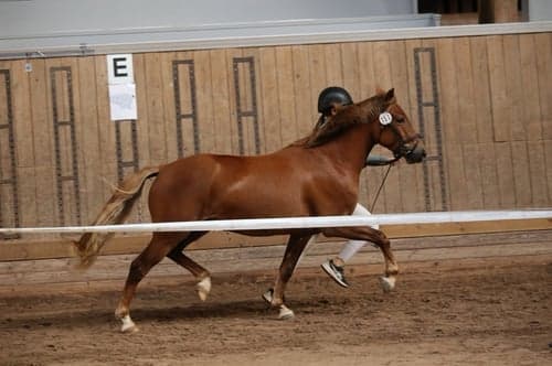 Image of 3 årig multitalang med fantastiska gångarter
