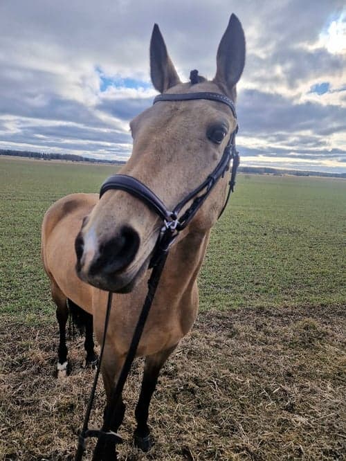 Bild av Bramblehouse Rosie 