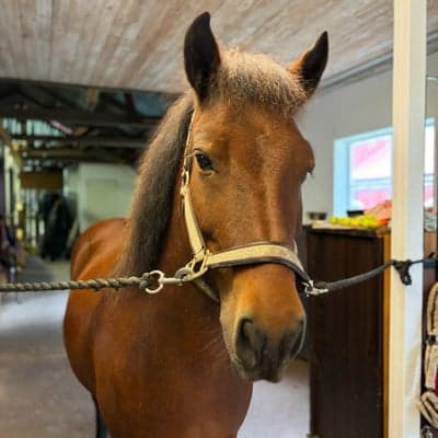 Soldán från Gunnarsökna