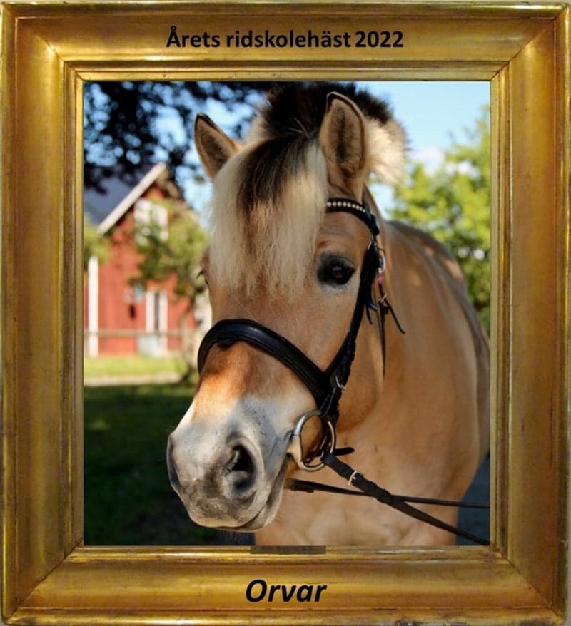 Image 3 of Orvar