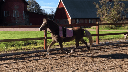 Bild av Världens bästa ponny🦄