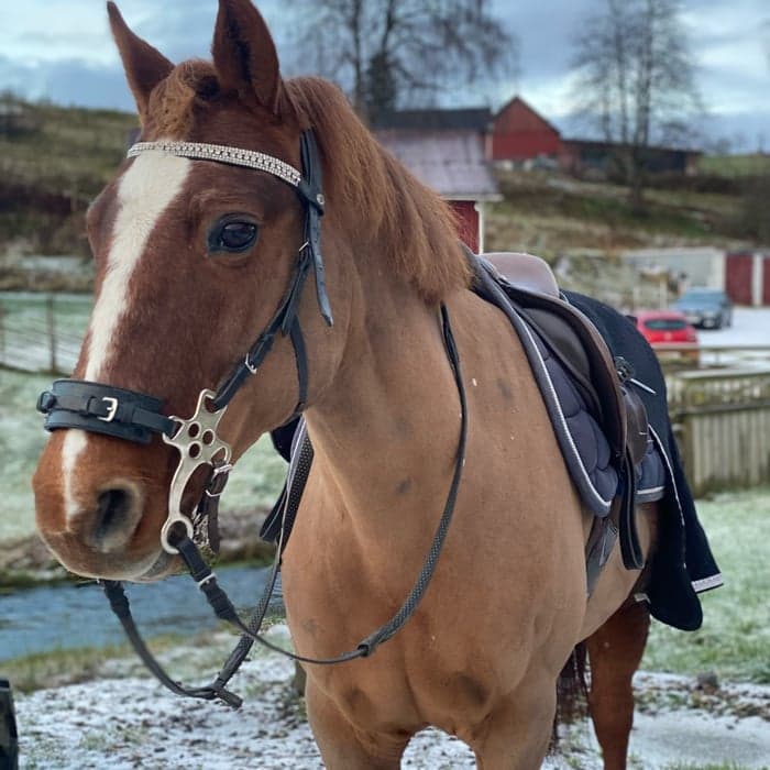 Media 1 av Stuves Chili