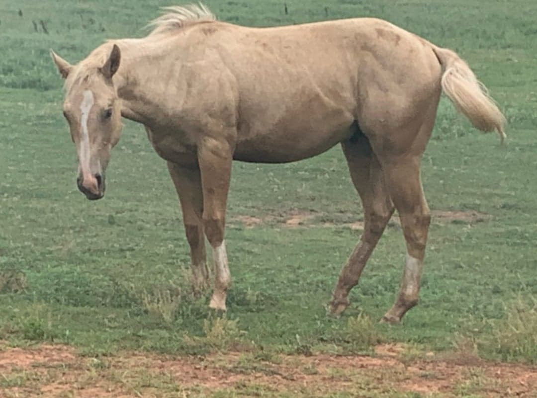 Bild 1 av 2020 palomino valack