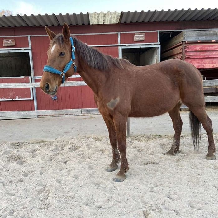 Media 1 av Racer f.h