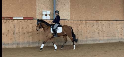 Bild av Lovande allroundponny söker 5 stjärnigt hem ✨