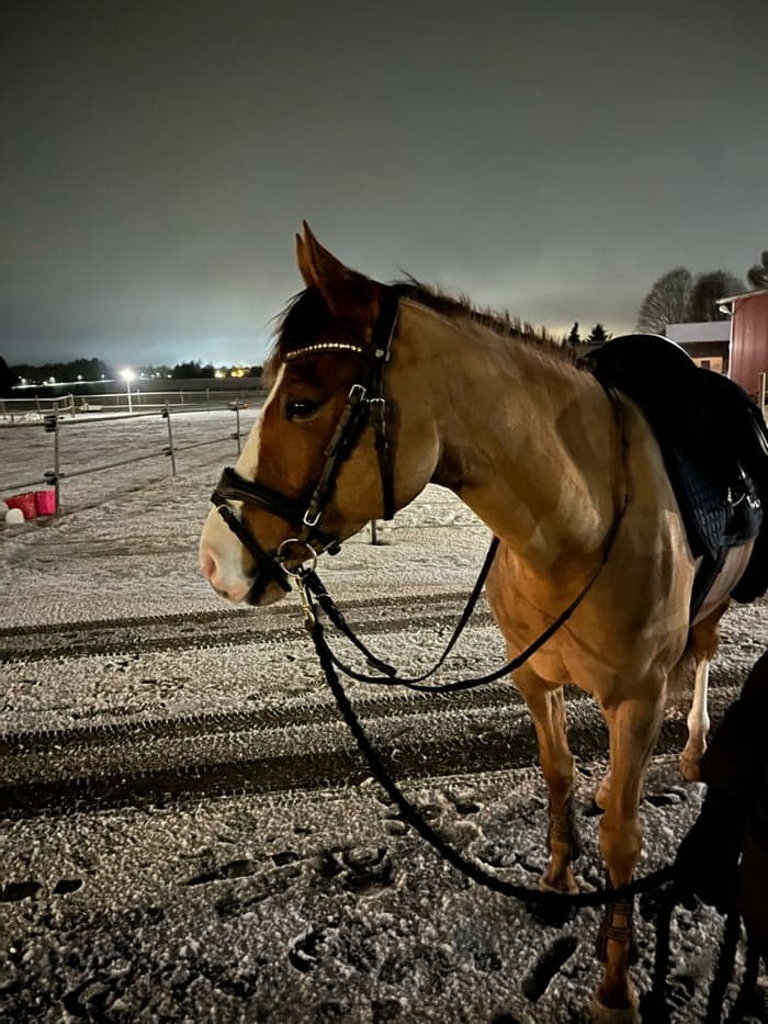 Media 3 av Fin ponny med kapacitet 