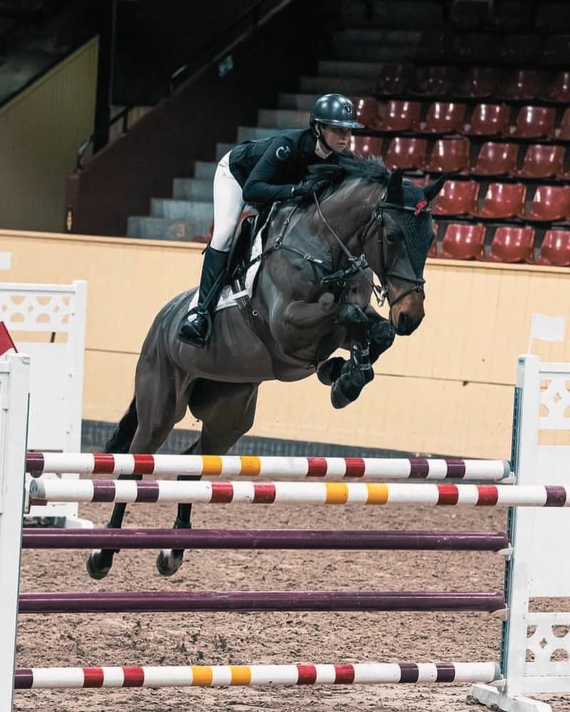 Bild 3 av Professionell utbildning & tävling av din häst