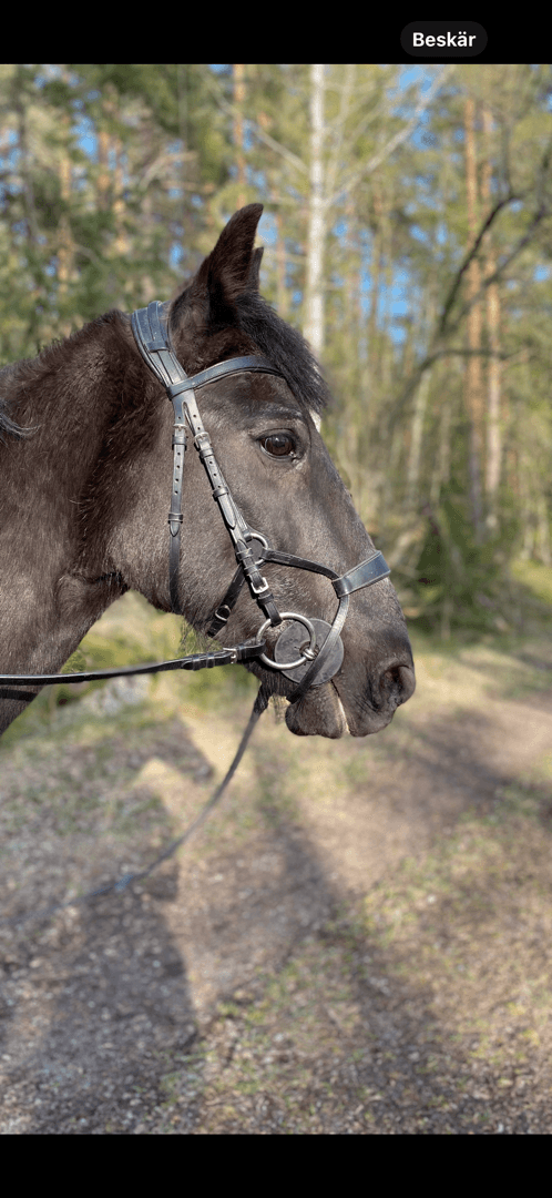 Media 1 of Svart träns