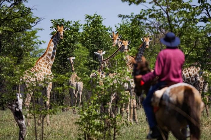 Media 5 av Ridsafari på öppna slätter i Zambia, 5–8 dagar 