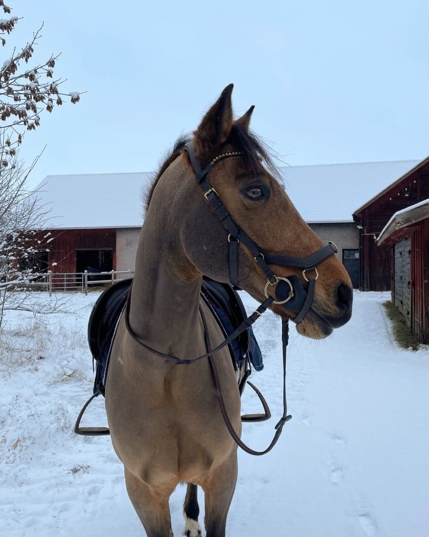 Bild 1 av Fölseryd Zuper Duper