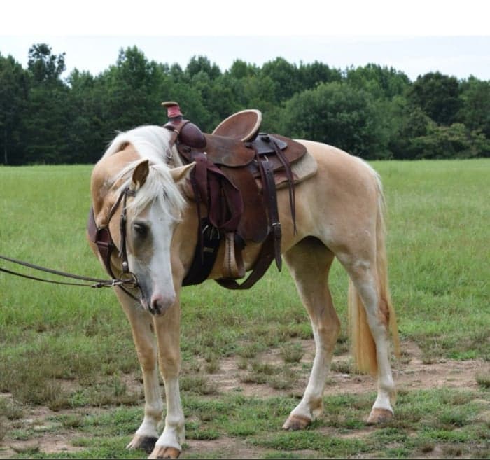 Media 6 av Belgium filly dolly