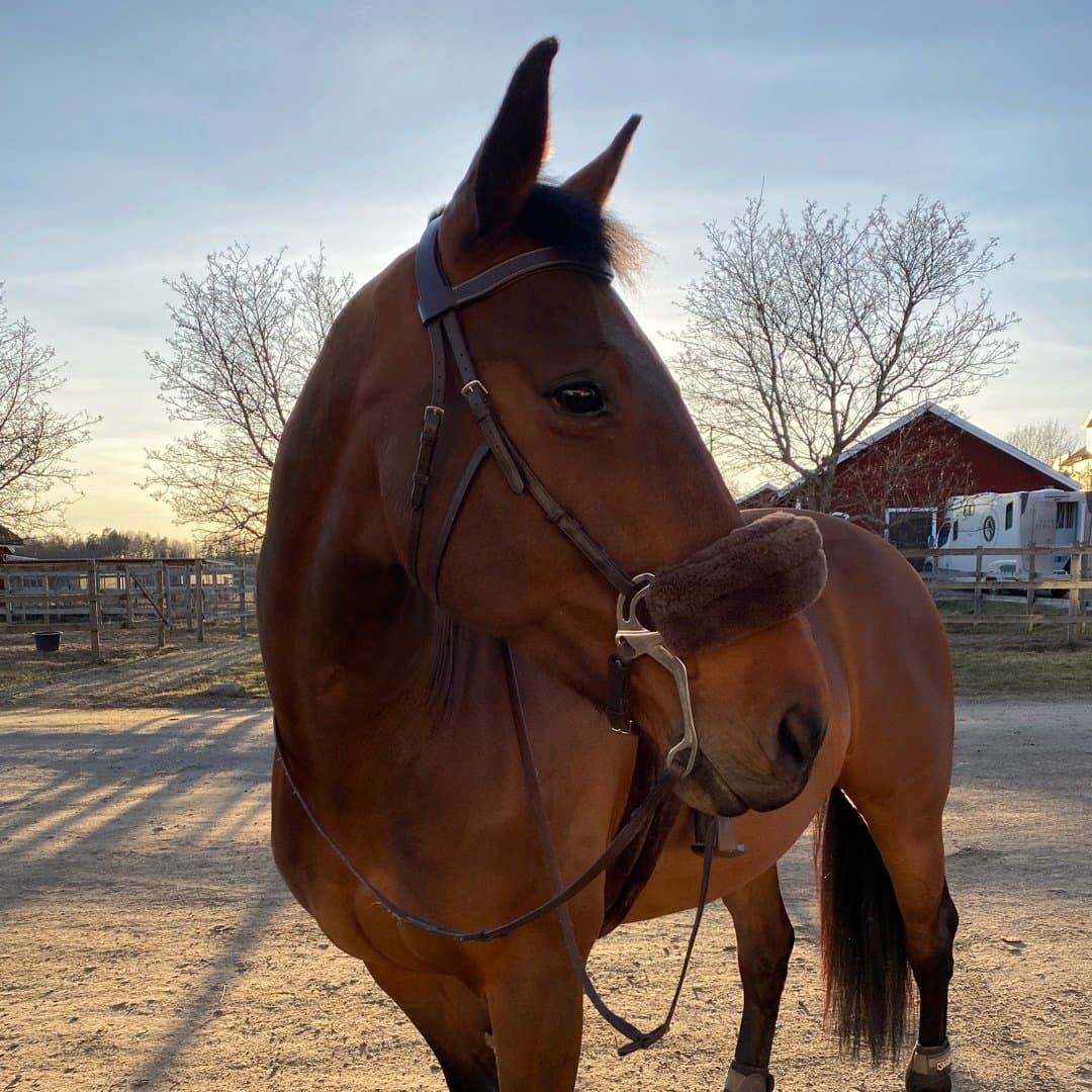 Image 1 of Candy Crush Z