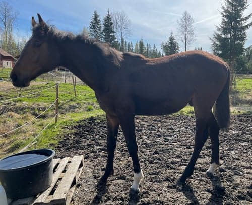 Bild av SWB valack e. Gamelus R