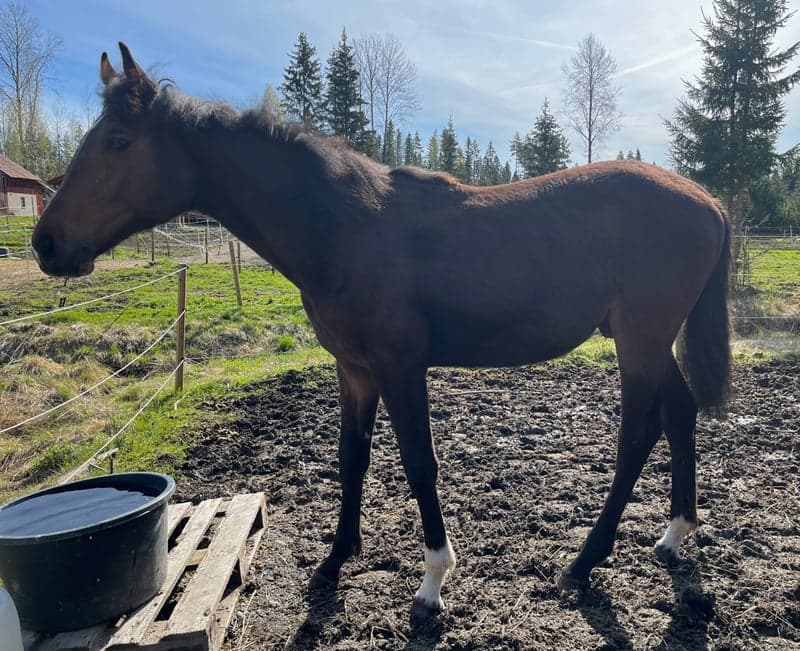 Bild 3 av SWB valack e. Gamelus R